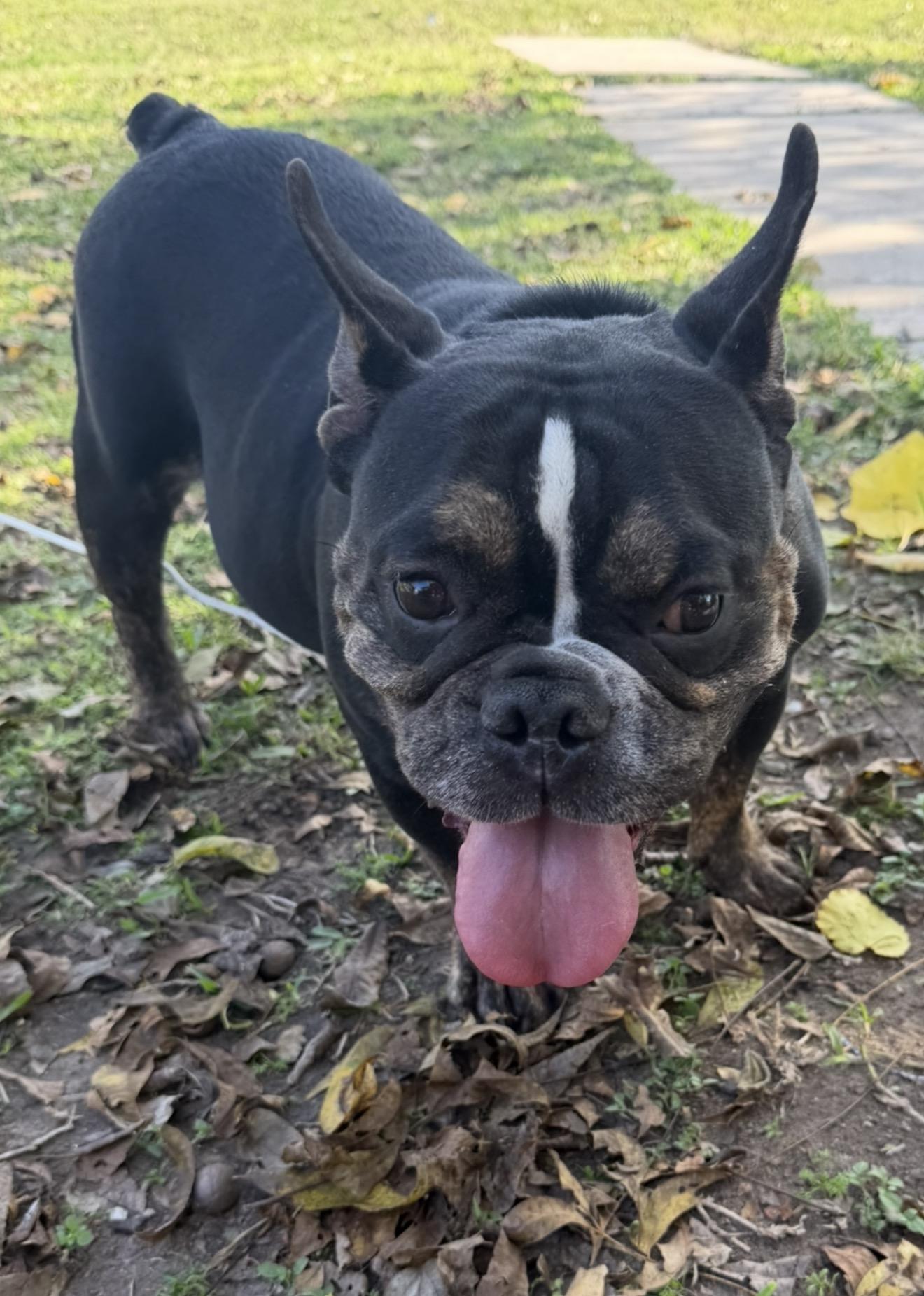 Enlarge Mirabel, a ADOPTABLE mixed breed in Warwick, RI image 3/4
