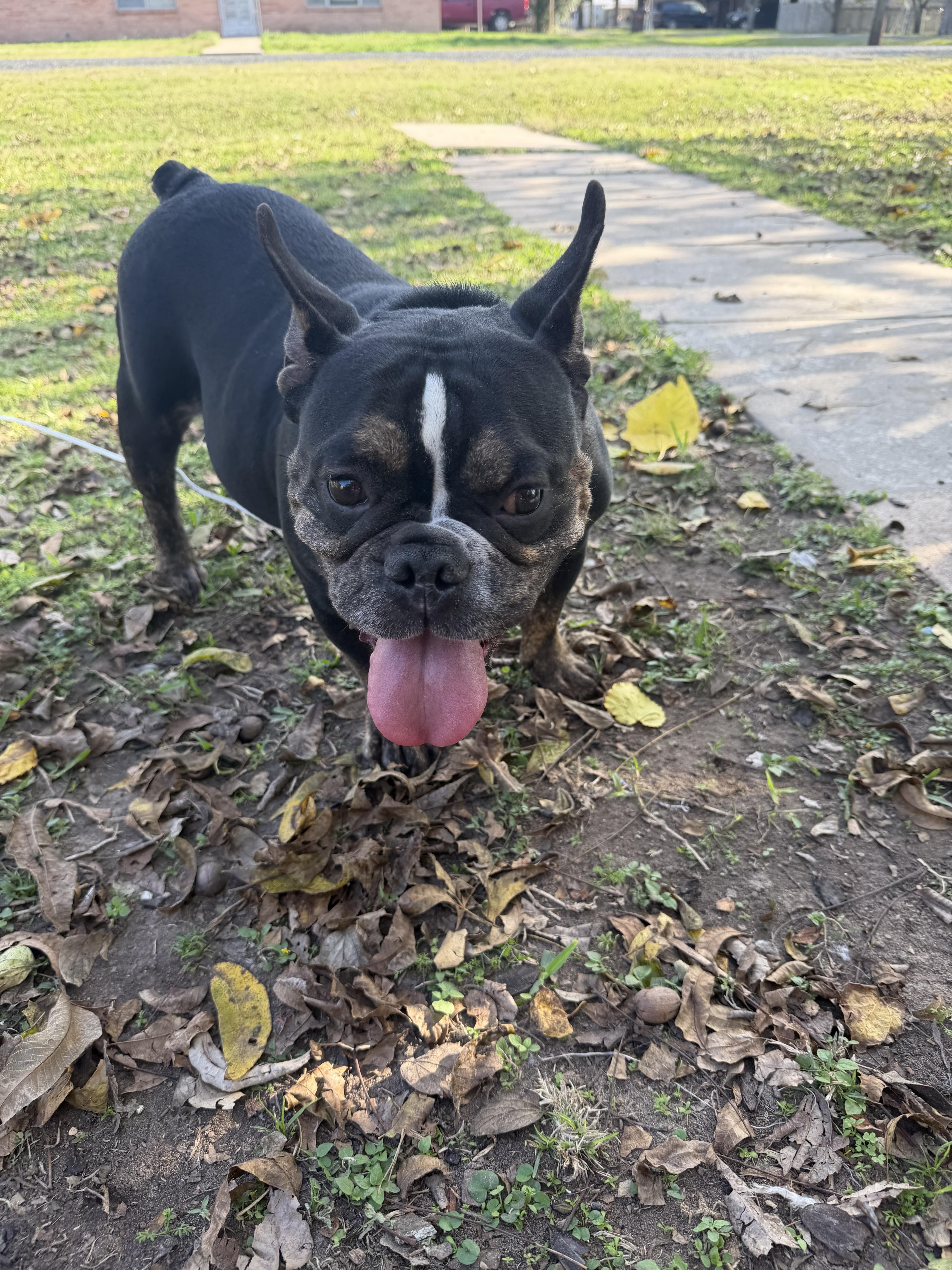Enlarge Mirabel, a ADOPTABLE mixed breed in Warwick, RI image 2/4