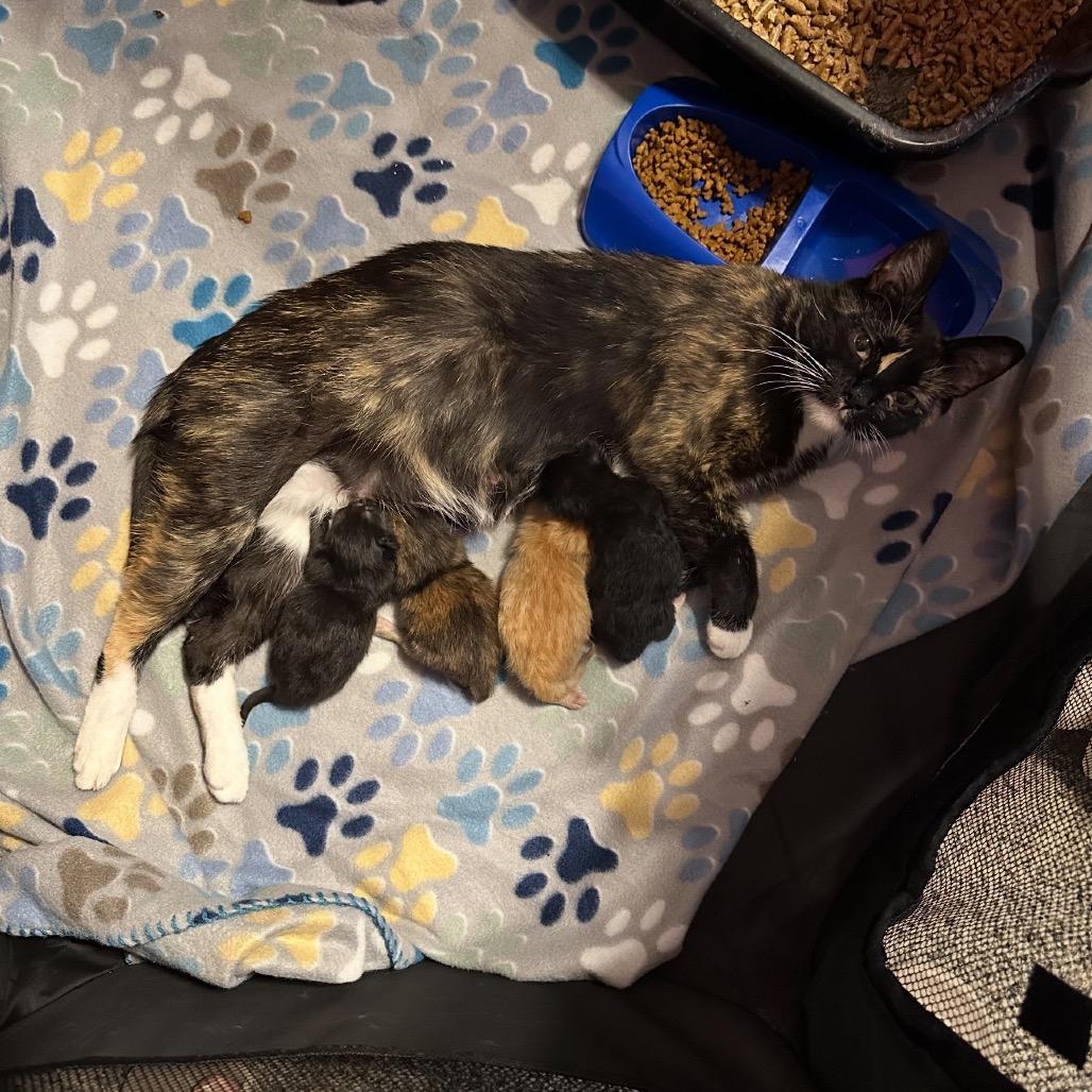 Noelle, Adoptable, Kitten Female Domestic Short Hair.