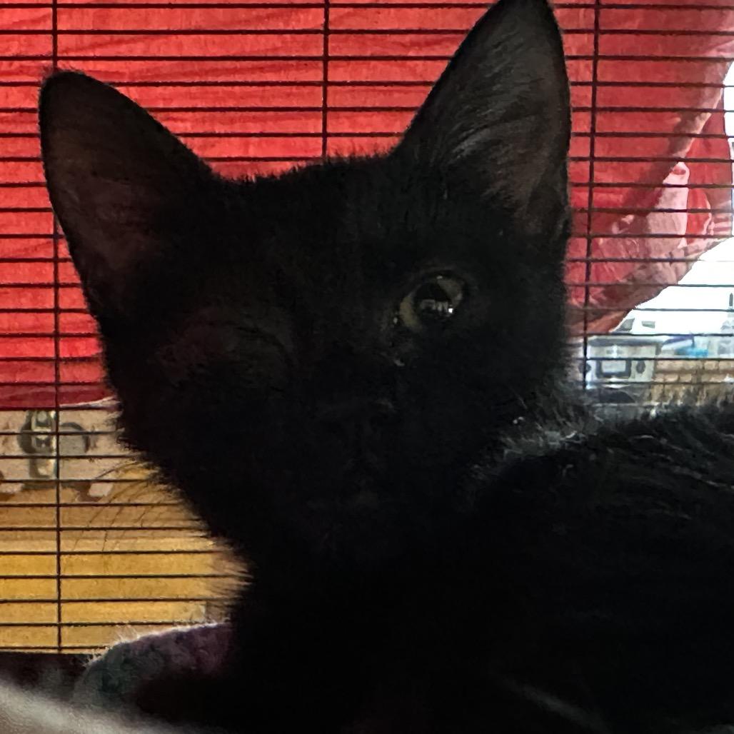 Noelle, a Adoptable Domestic Short Hair in Enterprise, AL image 2/6