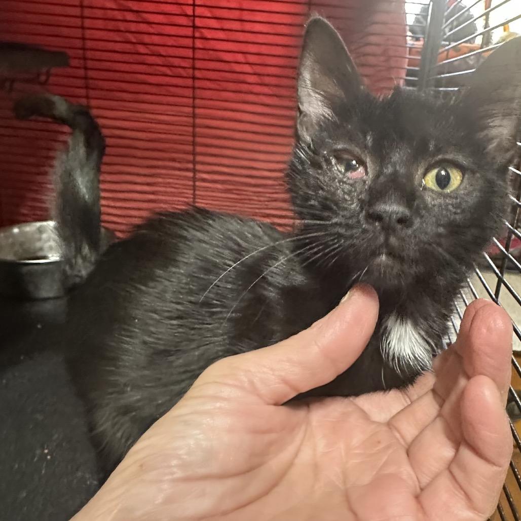 Noelle, a Adoptable Domestic Short Hair in Enterprise, AL image 3/6