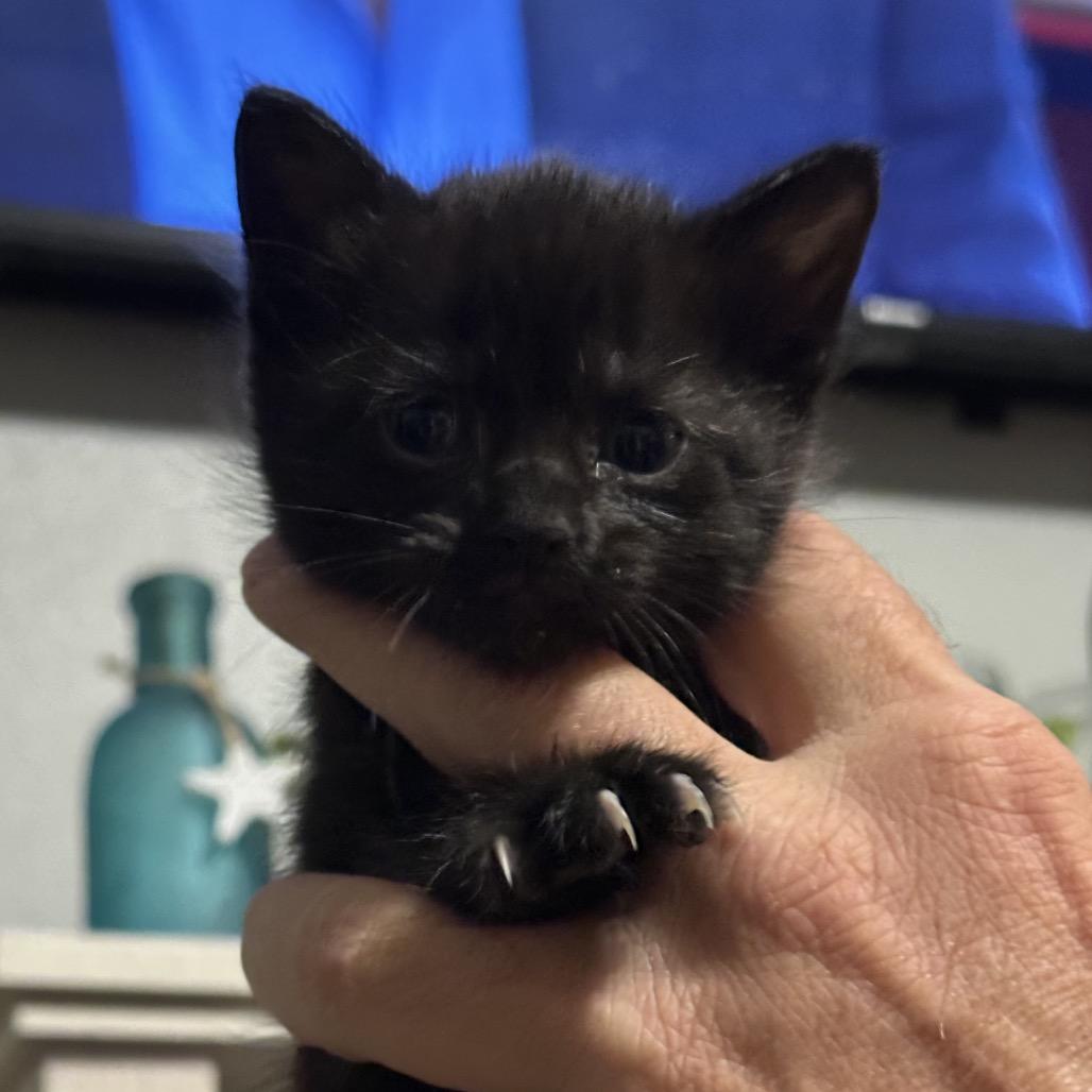 Noelle, a Adoptable Domestic Short Hair in Enterprise, AL image 4/6