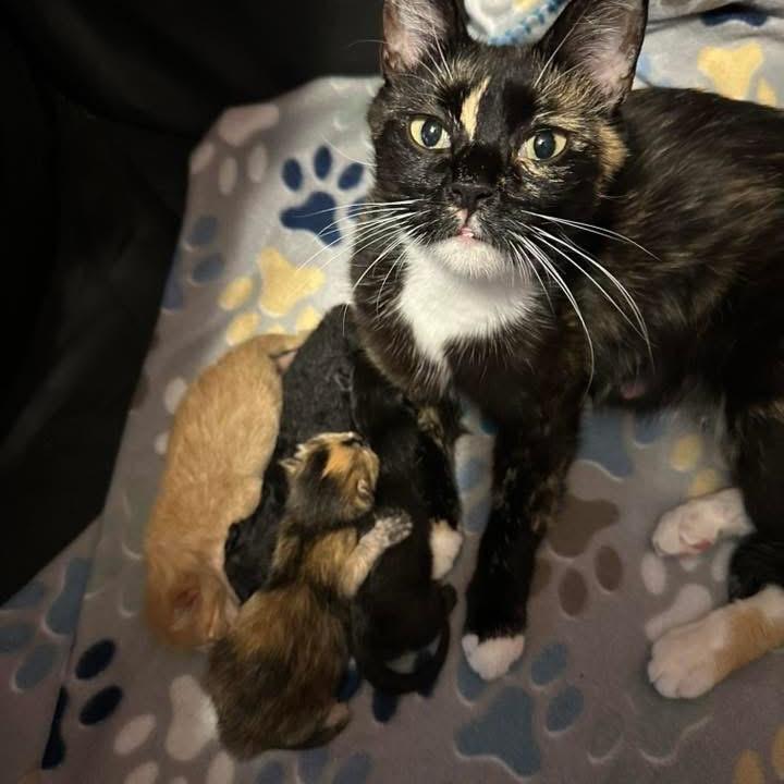 Noelle, a Adoptable Domestic Short Hair in Enterprise, AL image 5/6