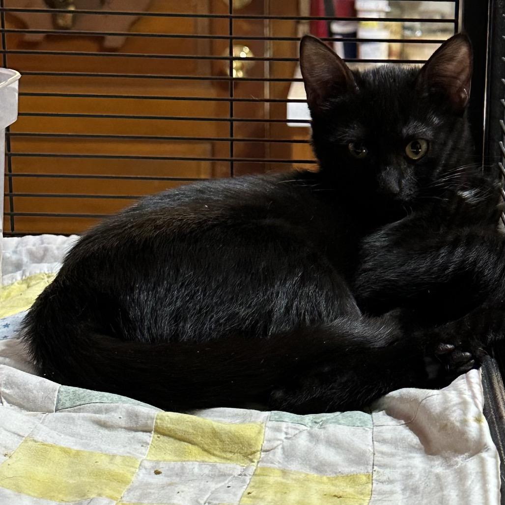 Noelle, a Adoptable Domestic Short Hair in Enterprise, AL image 6/6