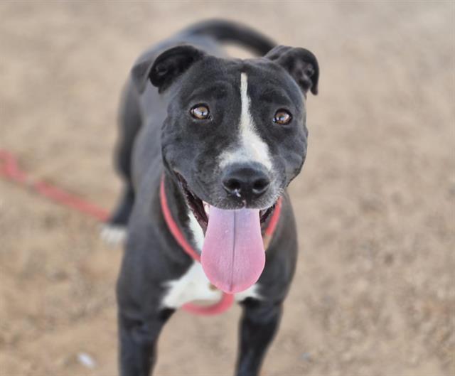 Enlarge LUCY, a Adoptable Pit Bull Terrier in Albuquerque, NM image 1/1