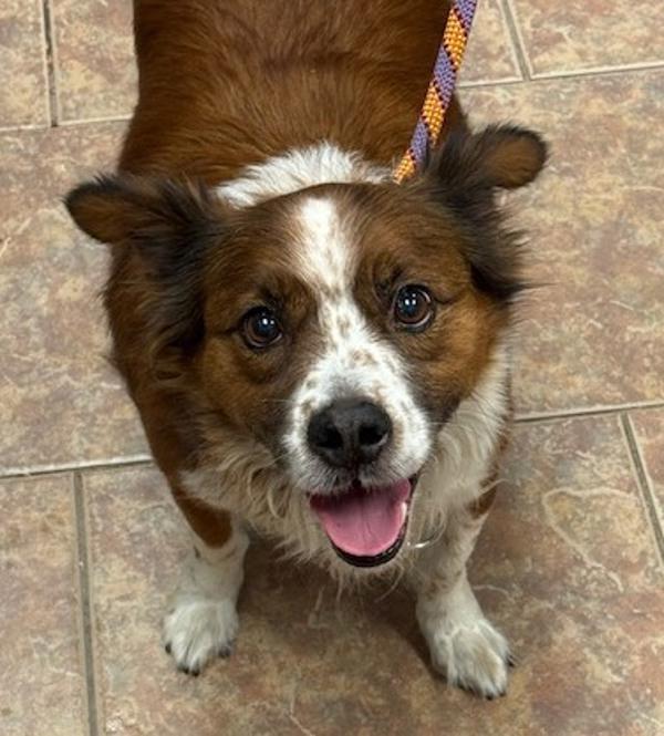 Seth, Adoptable, Adult Male Australian Cattle Dog / Blue Heeler.