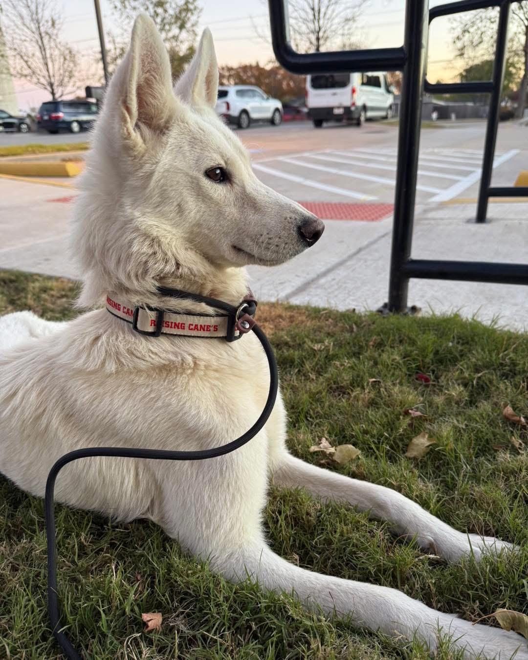 Enlarge Snow, an adopted German Shepherd Dog in New Rochelle, NY image 2/5