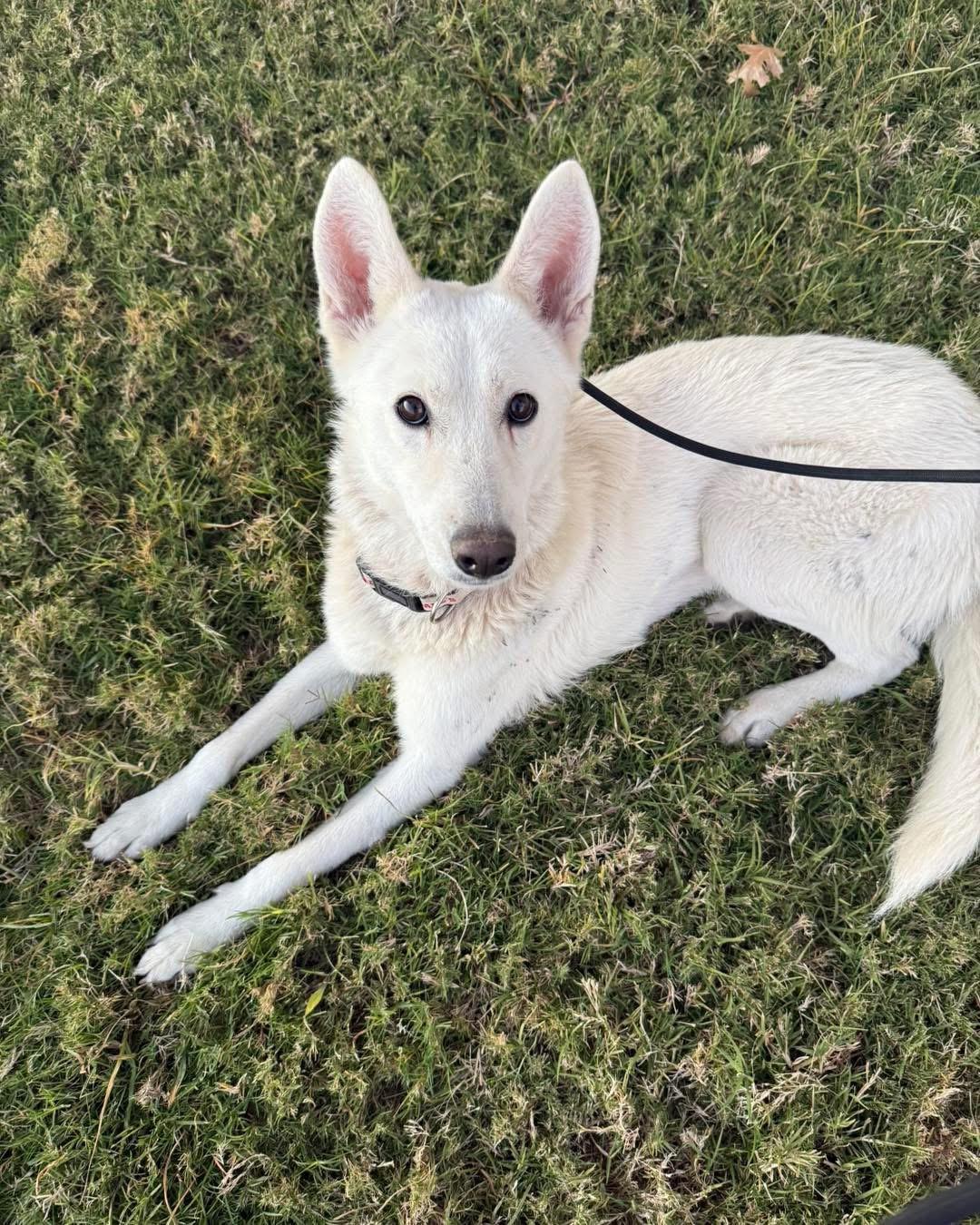 Enlarge Snow, an adopted German Shepherd Dog in New Rochelle, NY image 1/5