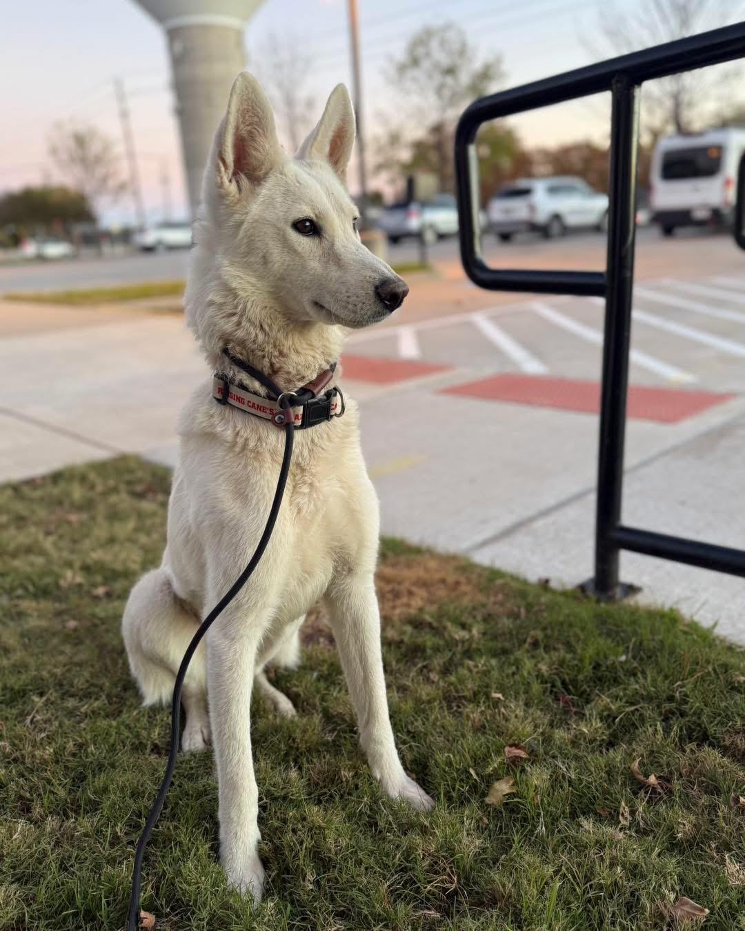Enlarge Snow, an adopted German Shepherd Dog in New Rochelle, NY image 4/5