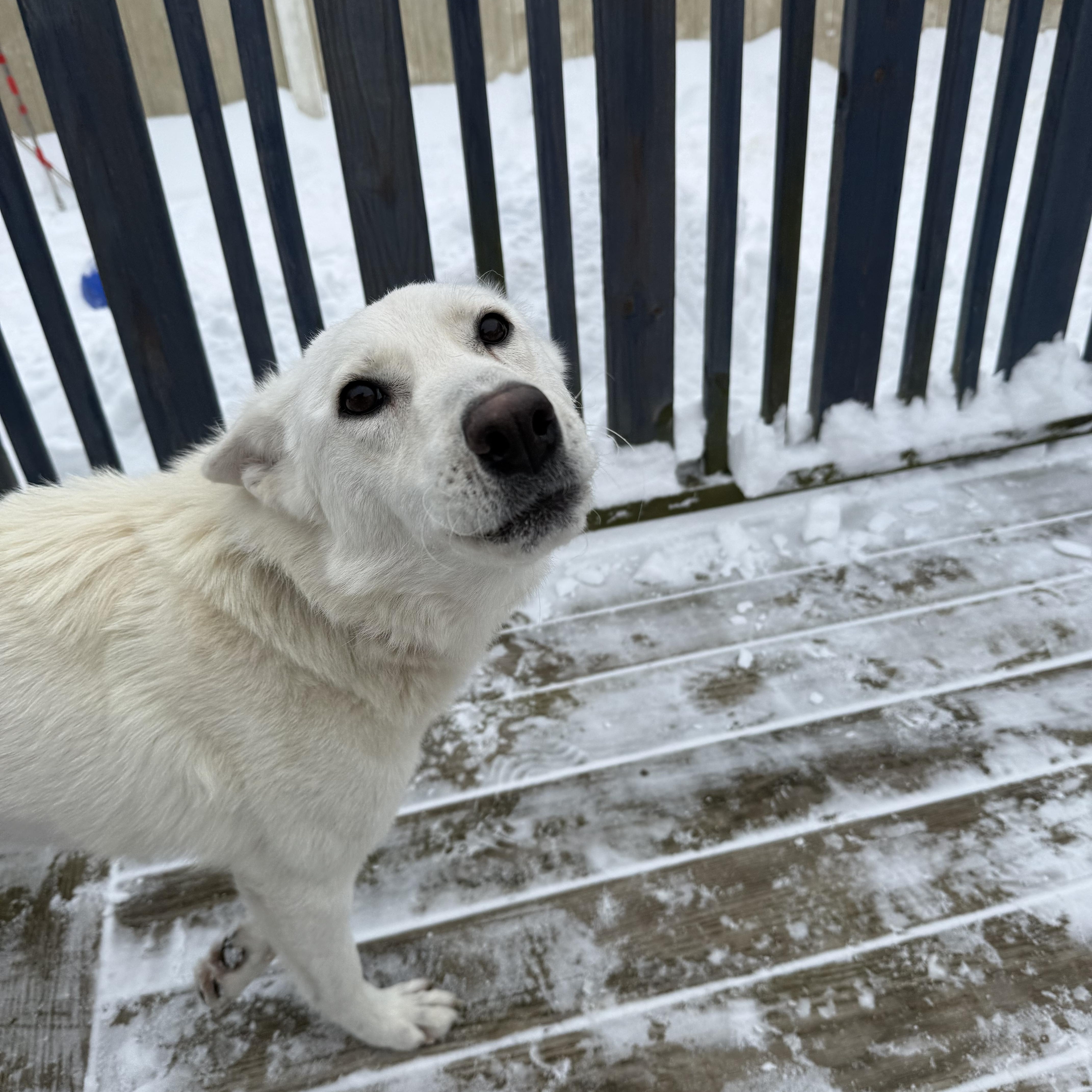 Enlarge Snow, an adopted German Shepherd Dog in New Rochelle, NY image 5/5