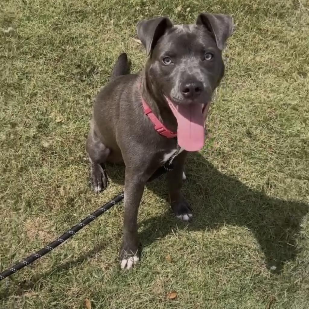 Makaveli, a Adoptable Mixed Breed in Columbus, GA image 1/5