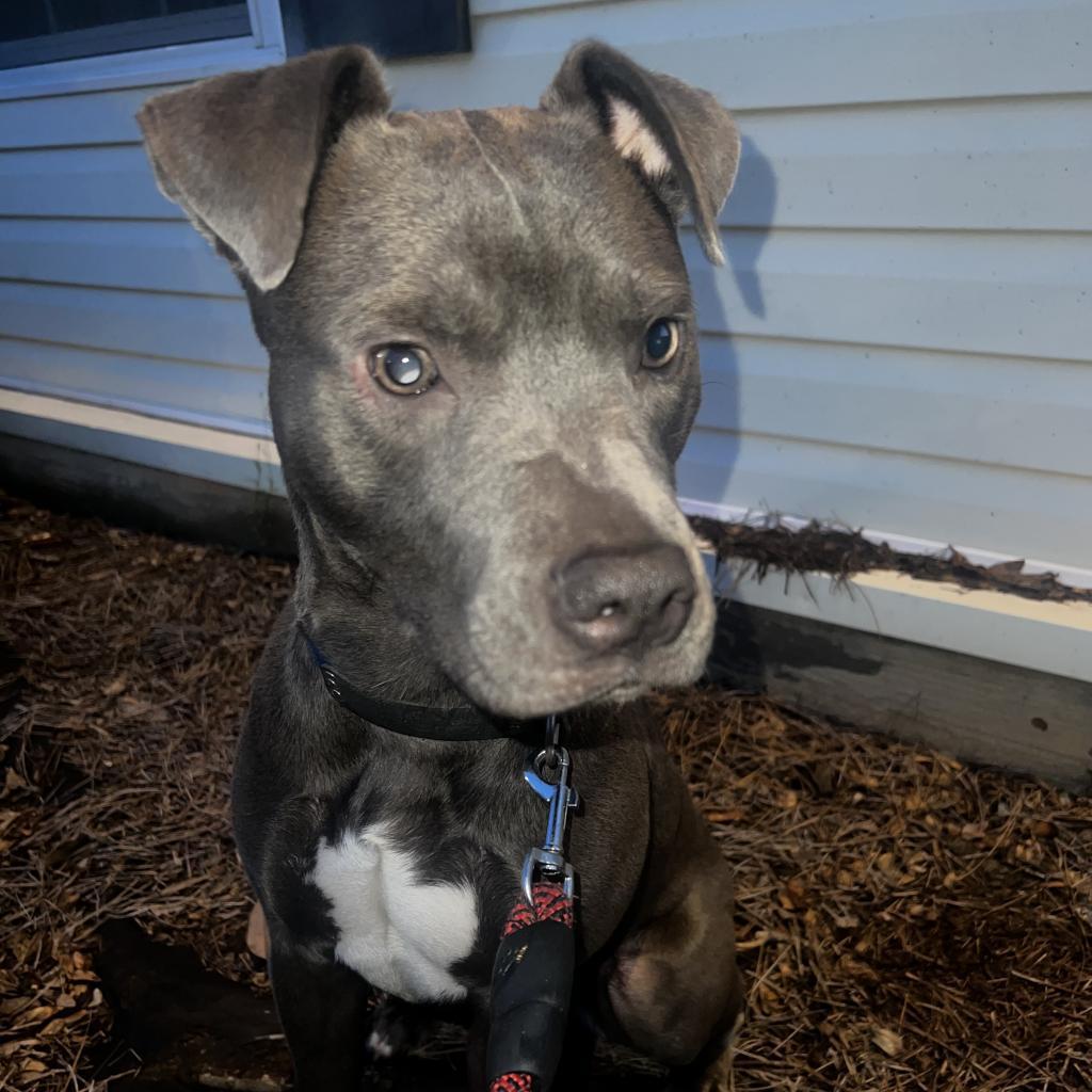 Makaveli, a Adoptable Mixed Breed in Columbus, GA image 2/5