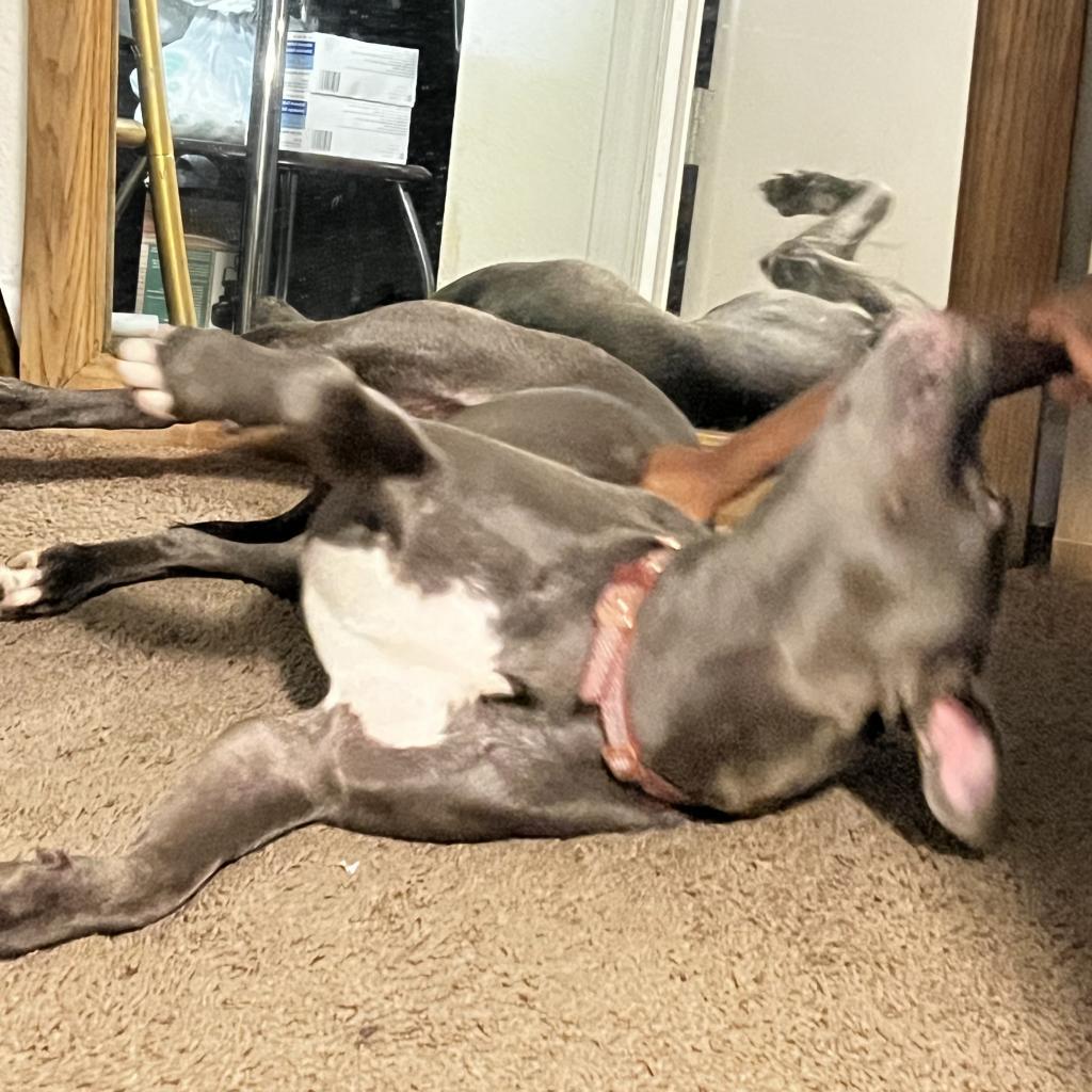 Makaveli, a Adoptable Mixed Breed in Columbus, GA image 3/5