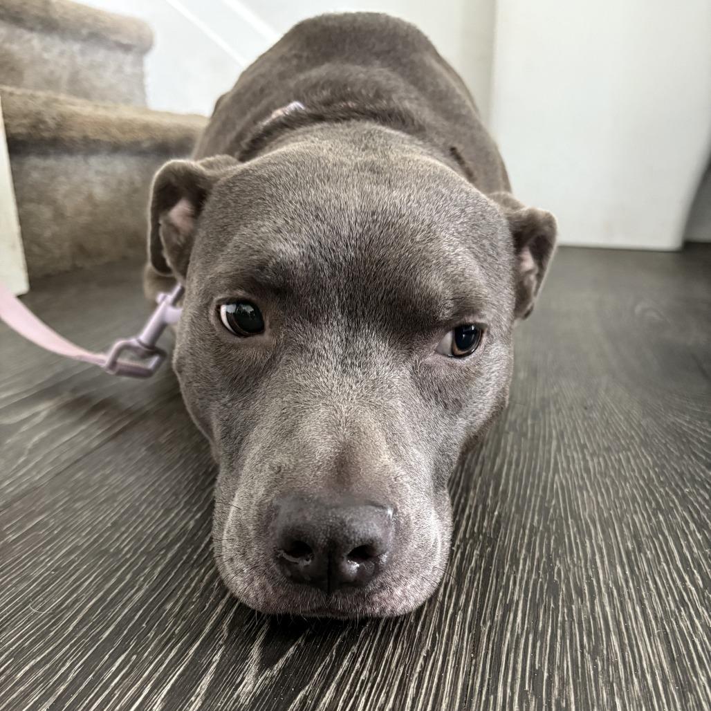 Makaveli, a Adoptable Mixed Breed in Columbus, GA image 4/5