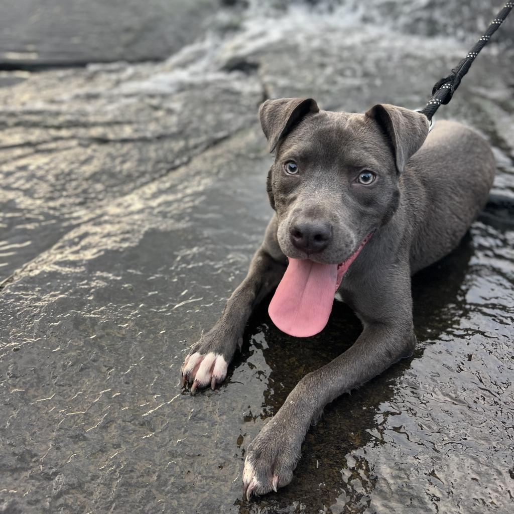 Makaveli, a Adoptable Mixed Breed in Columbus, GA image 5/5