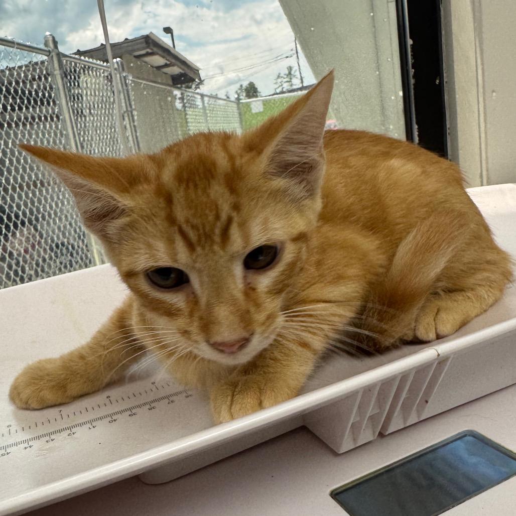 Ratchet, Adoptable, Kitten Male Domestic Medium Hair.
