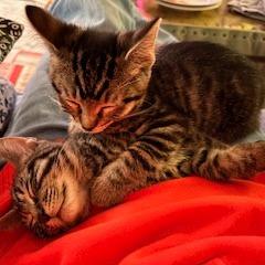 Enlarge Fun Dip and Pixy Stix, a Adoptable Domestic Short Hair in Evanston, IL image 1/1