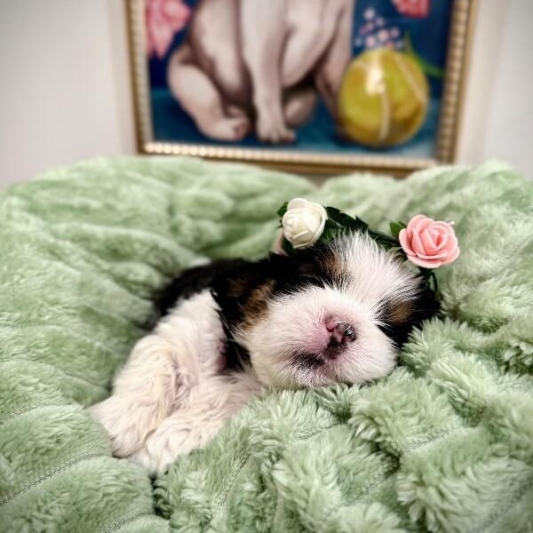Enlarge Butter Believe It, a Adoptable mixed breed in Friendswood, TX image 5/6