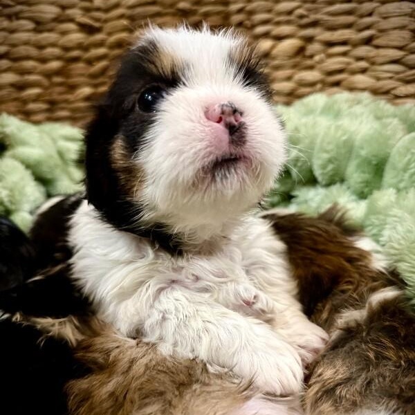 Enlarge Butter Believe It, a Adoptable mixed breed in Friendswood, TX image 3/6