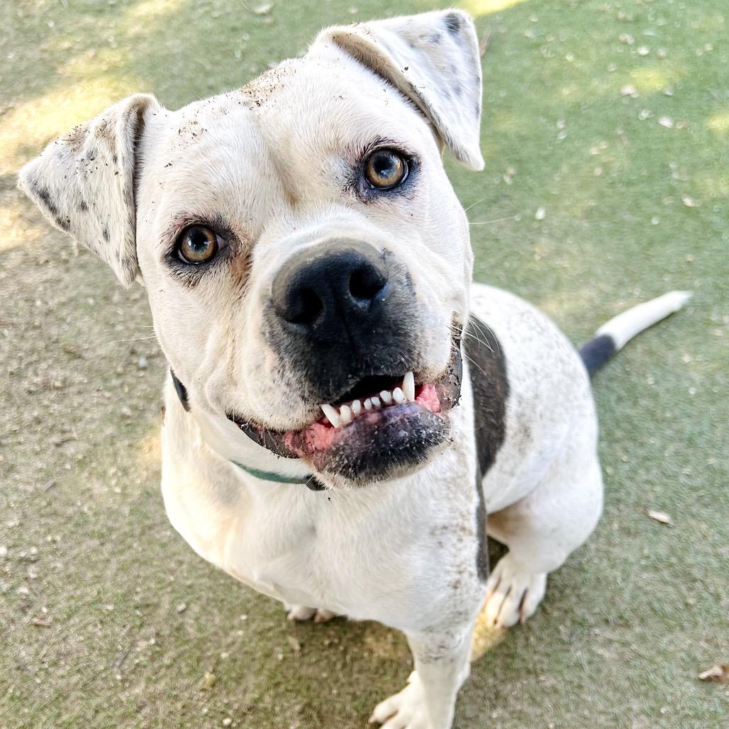 Poppy, Adoptable, Young Female Boxer.