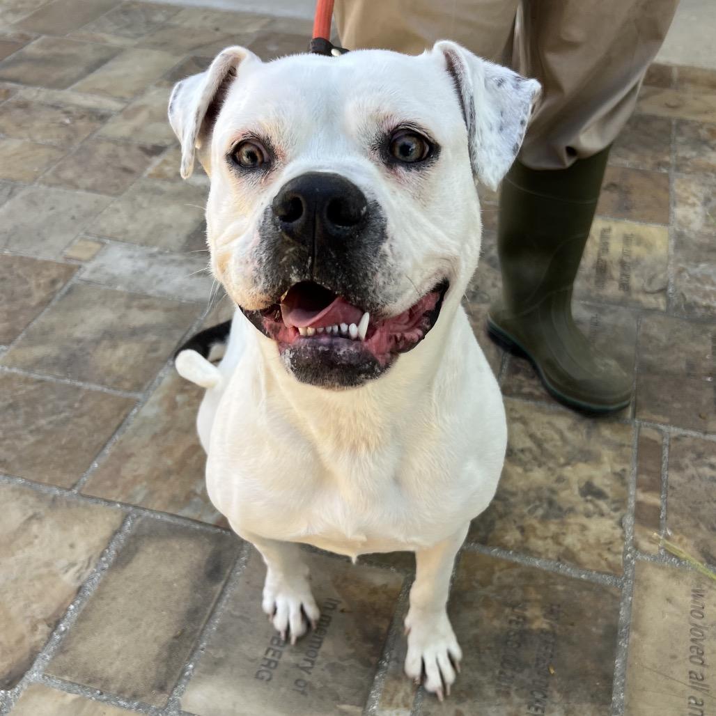 Poppy, Adoptable, Young Female Boxer.