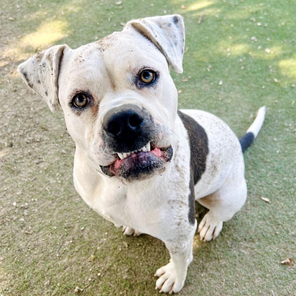 Poppy, a Adoptable Boxer in Ojai, CA image 3/3