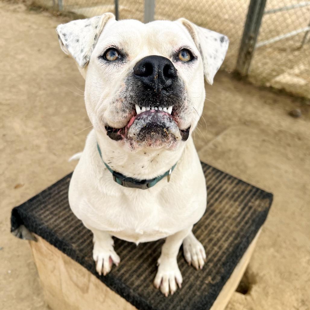 Enlarge Poppy, a Adoptable Boxer in Ojai, CA image 4/6