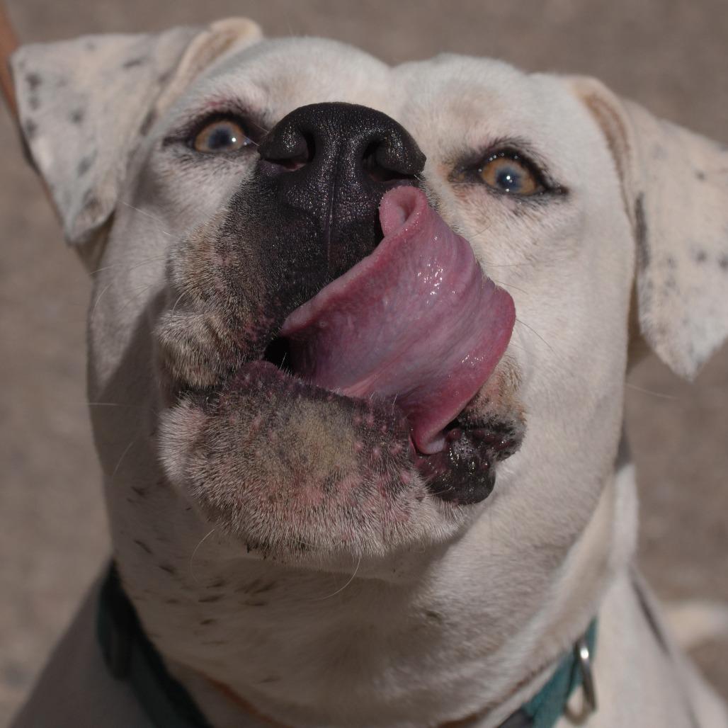 Poppy, a Adoptable Boxer in Ojai, CA image 4/5
