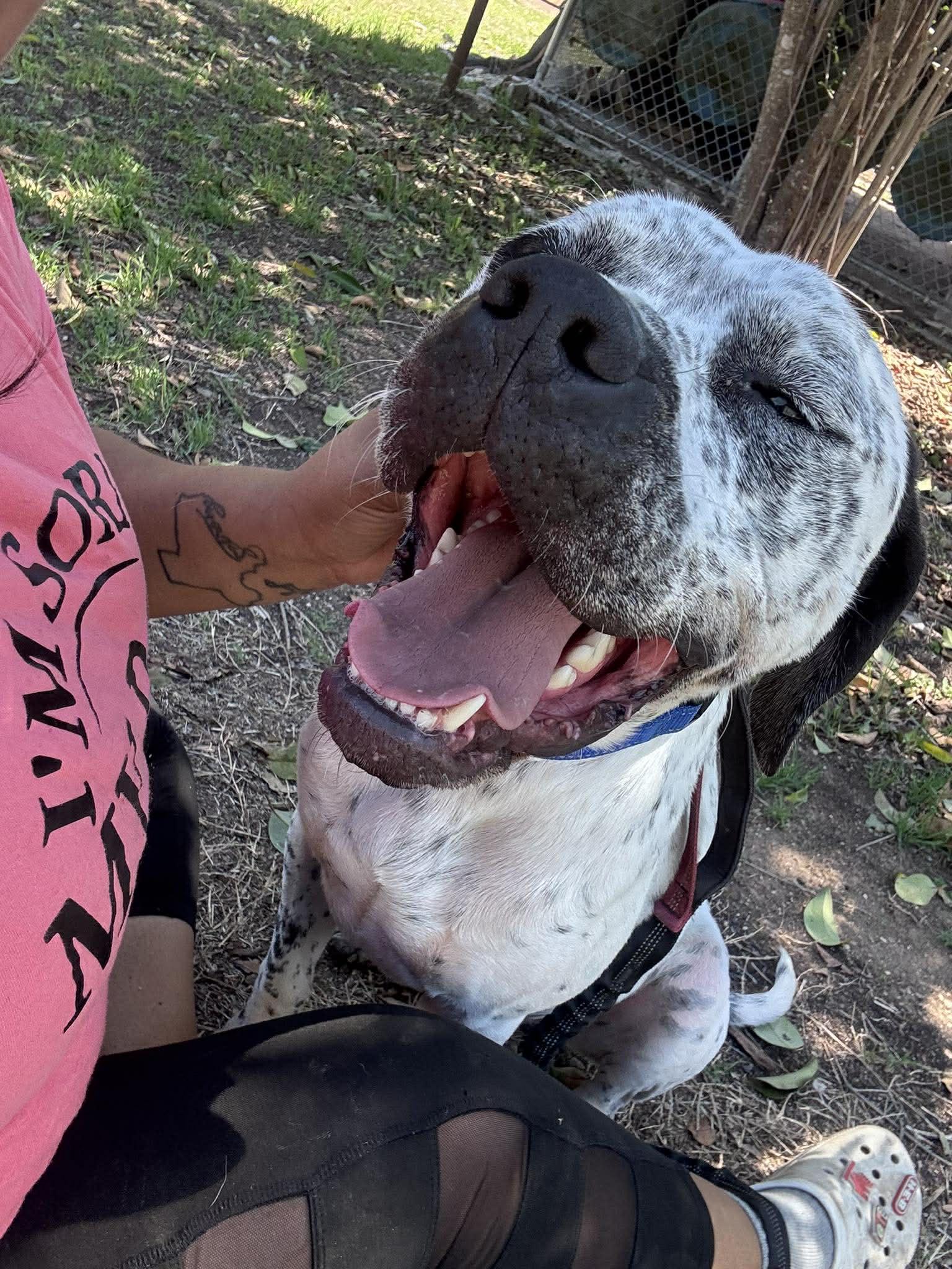 Enlarge Finley, a Adoptable mixed breed in Schertz, TX image 4/5