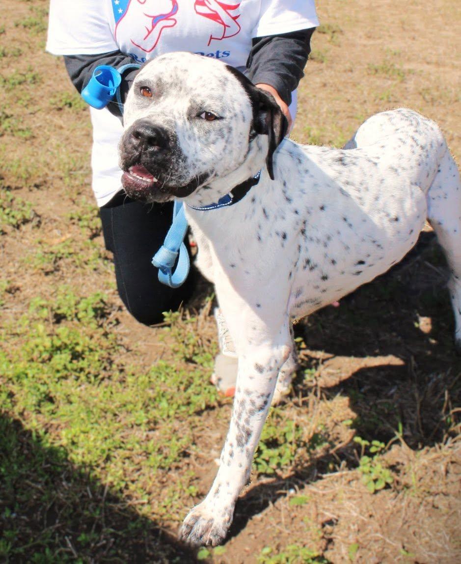 Finley, a Adoptable mixed breed in Schertz, TX image 6/6