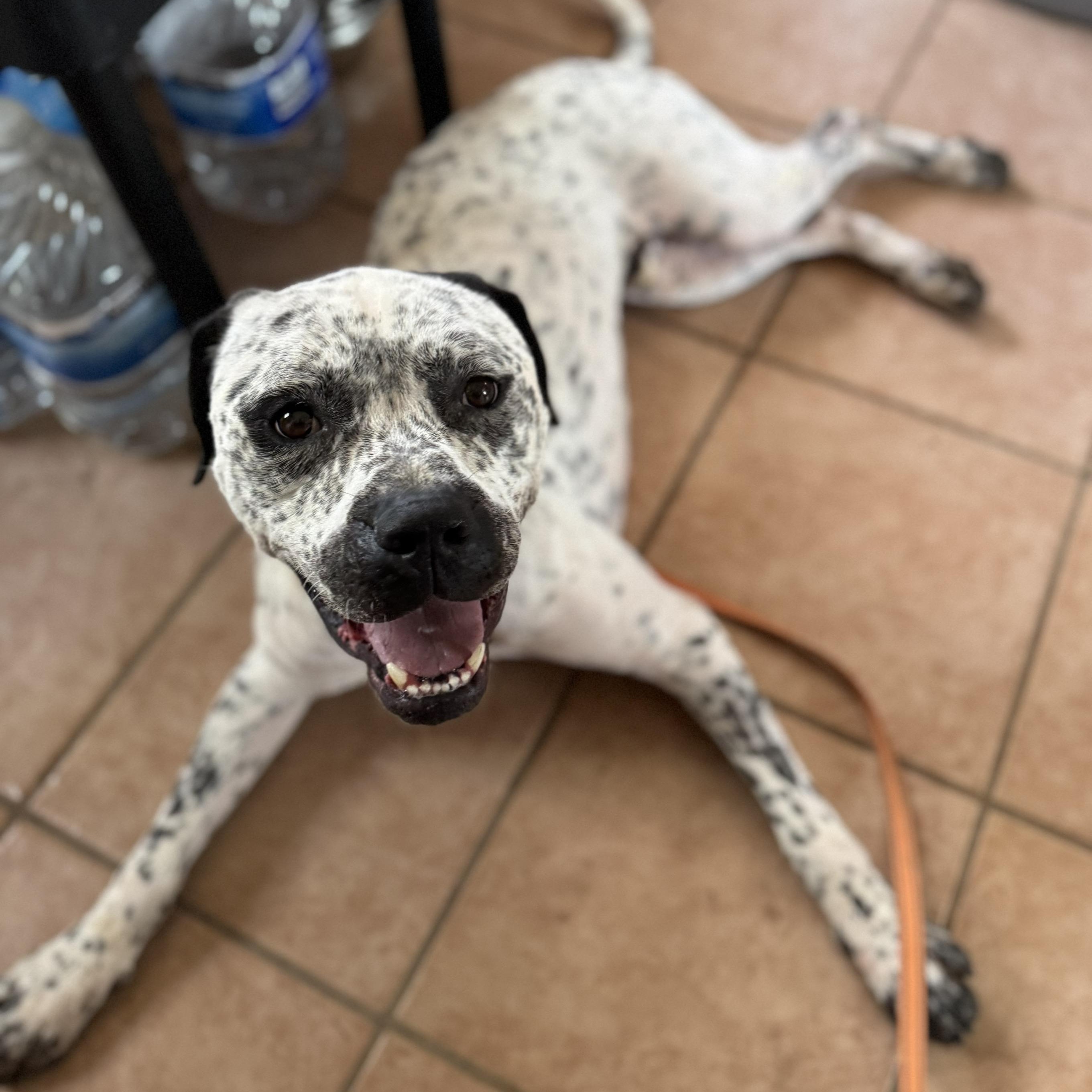 Finley, Adoptable, Adult Male American Bulldog & Dalmatian.