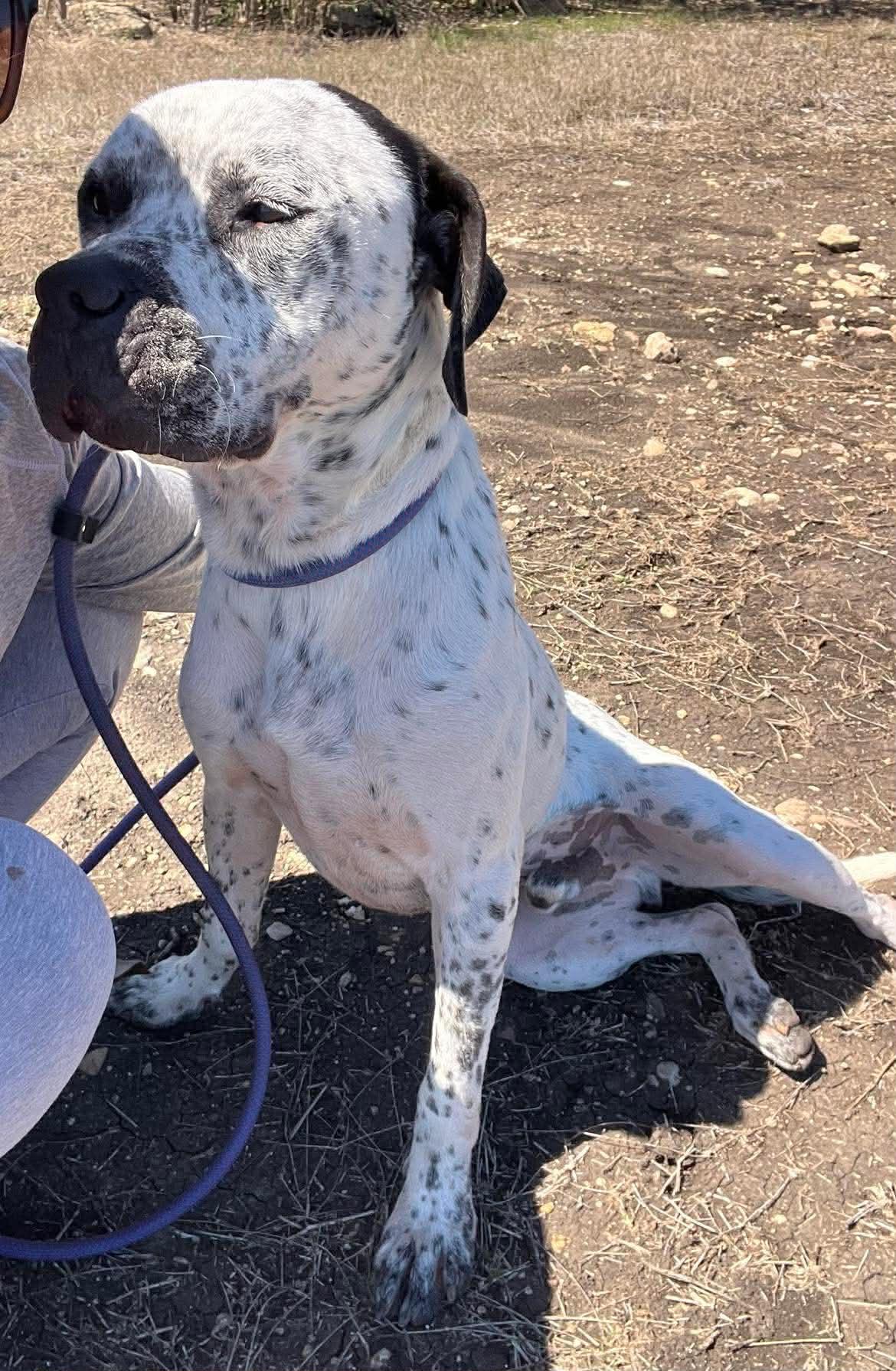 Enlarge Finley, a Adoptable mixed breed in Schertz, TX image 3/5