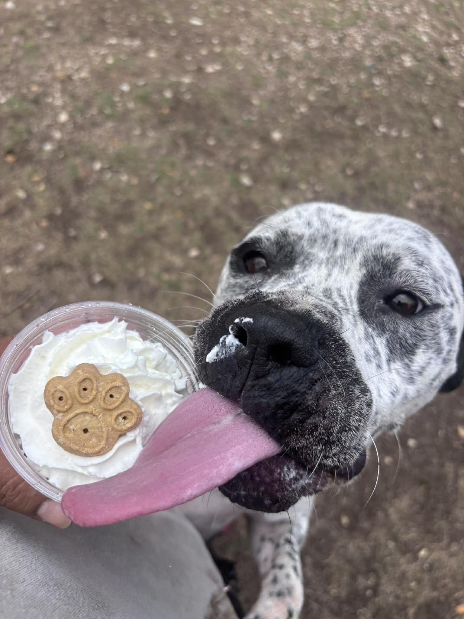 Enlarge Finley, a Adoptable mixed breed in Schertz, TX image 5/5