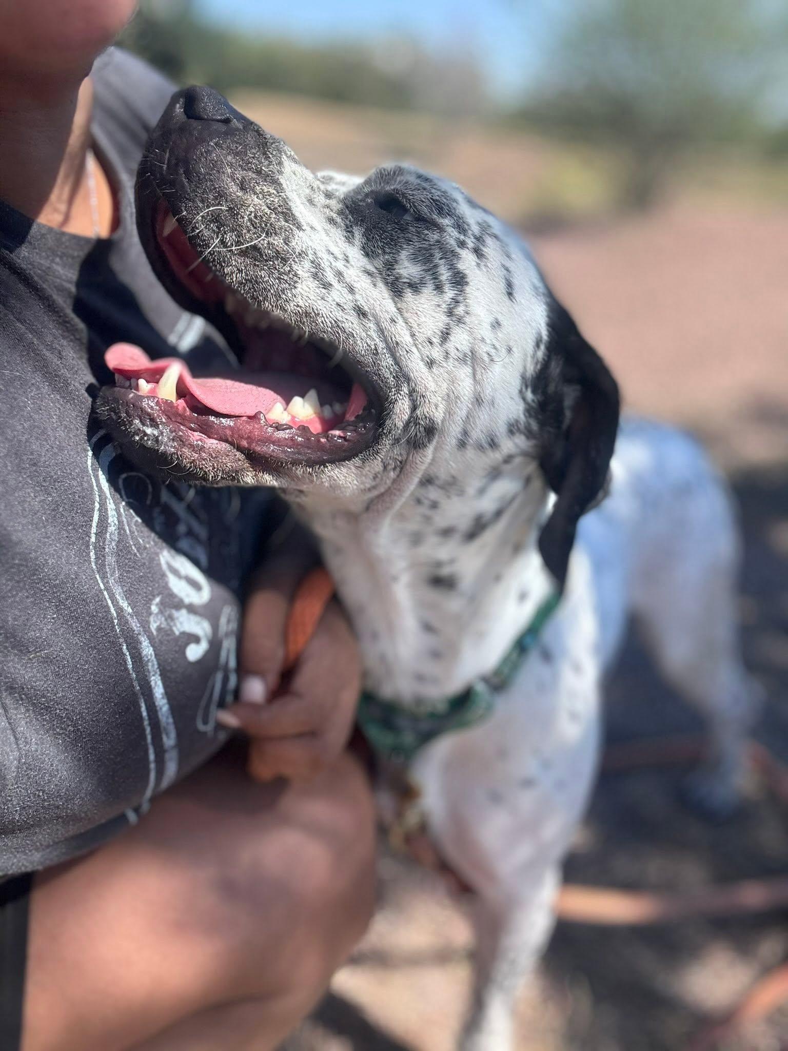 Finley, a Adoptable mixed breed in Schertz, TX image 2/6