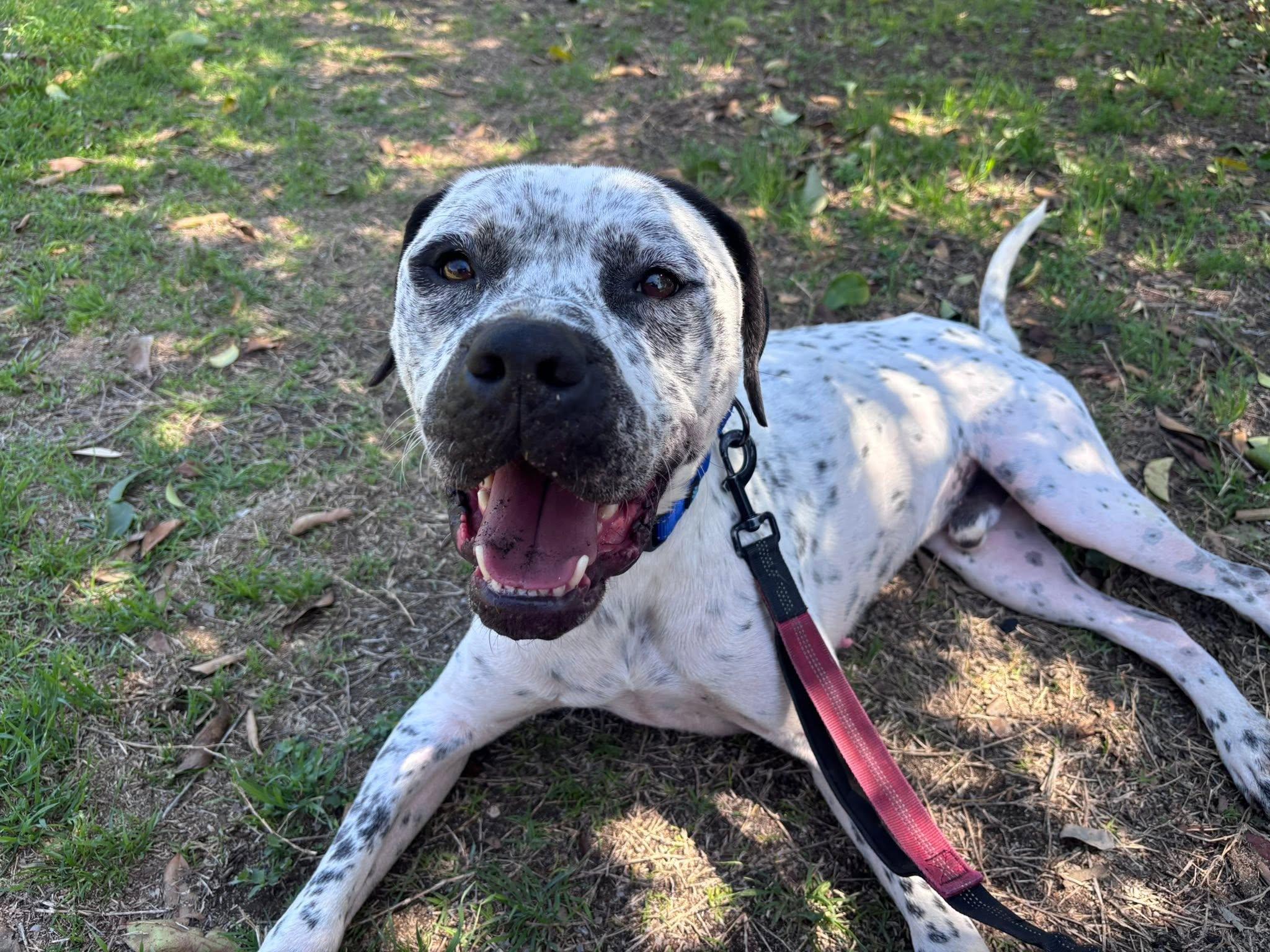 Finley, a Adoptable mixed breed in Schertz, TX image 1/6