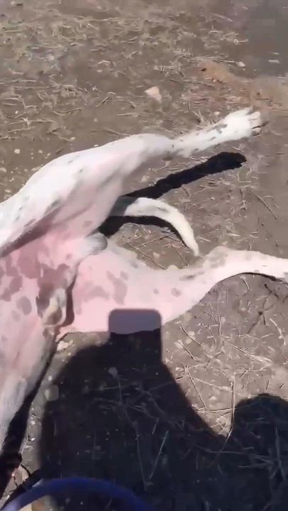 Enlarge Finley, a Adoptable mixed breed in Schertz, TX video 2/5