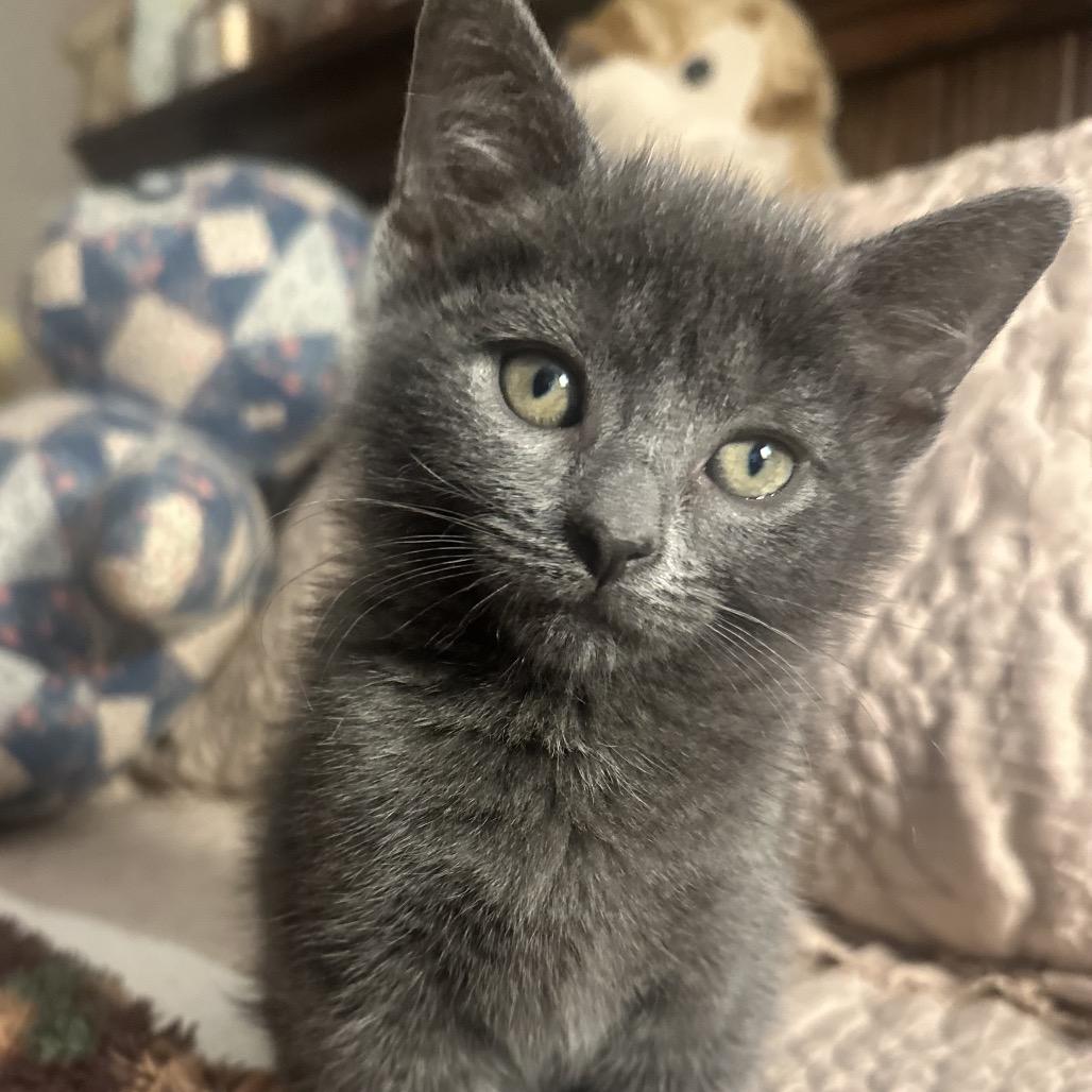 Windy, a Adoptable Domestic Short Hair in Potomac, MD image 1/2