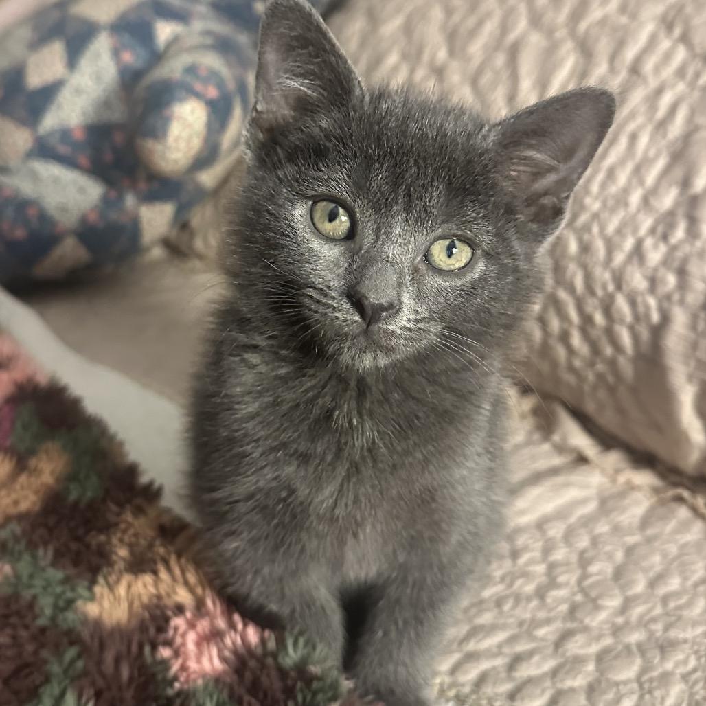 Windy, a Adoptable Domestic Short Hair in Potomac, MD image 2/2