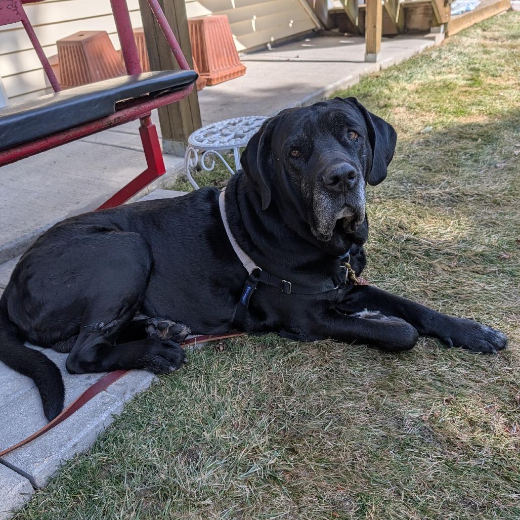Rogan, Adoptable, Senior Male Mixed Breed.