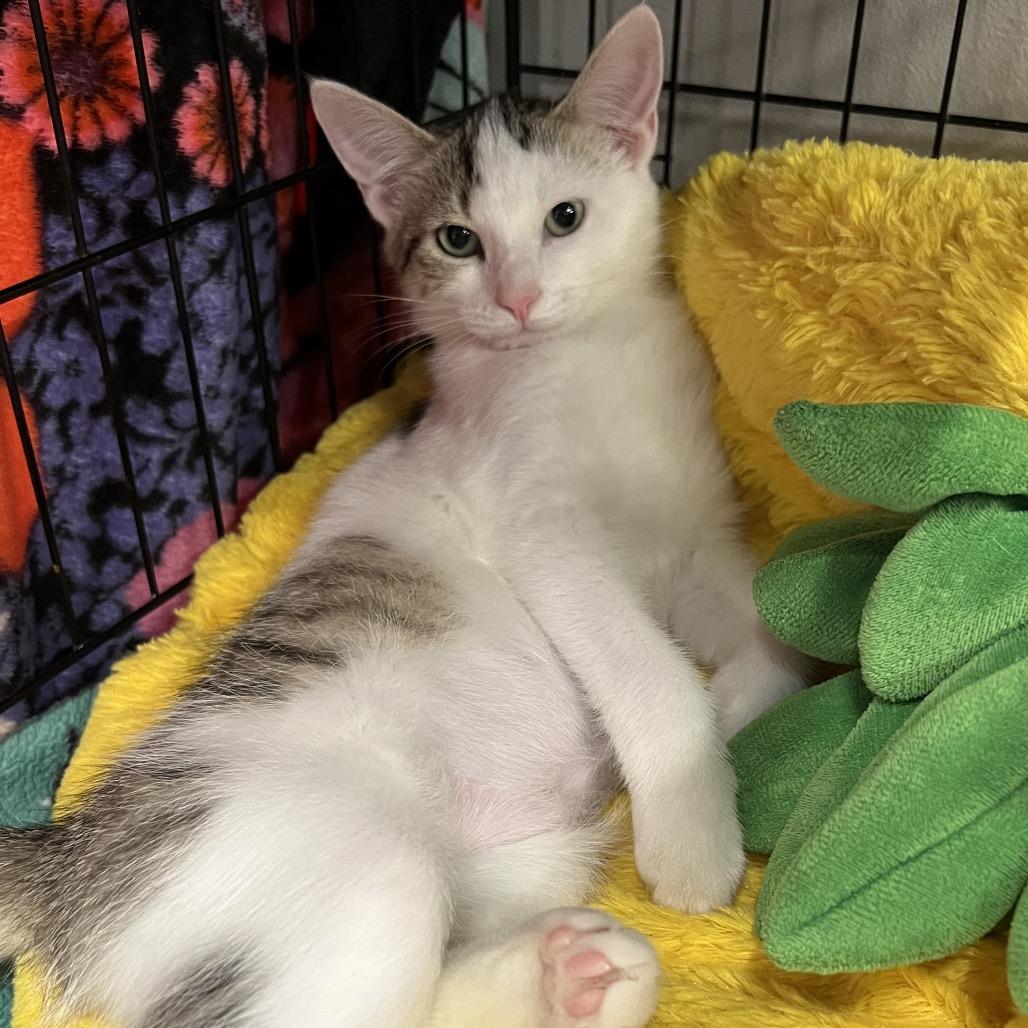 Solo, Adoptable, Kitten Female Domestic Short Hair.