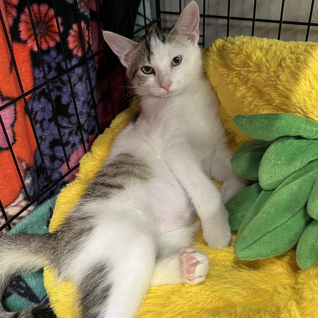 Enlarge Solo, a Adoptable Domestic Short Hair in Delaware, OH image 2/3