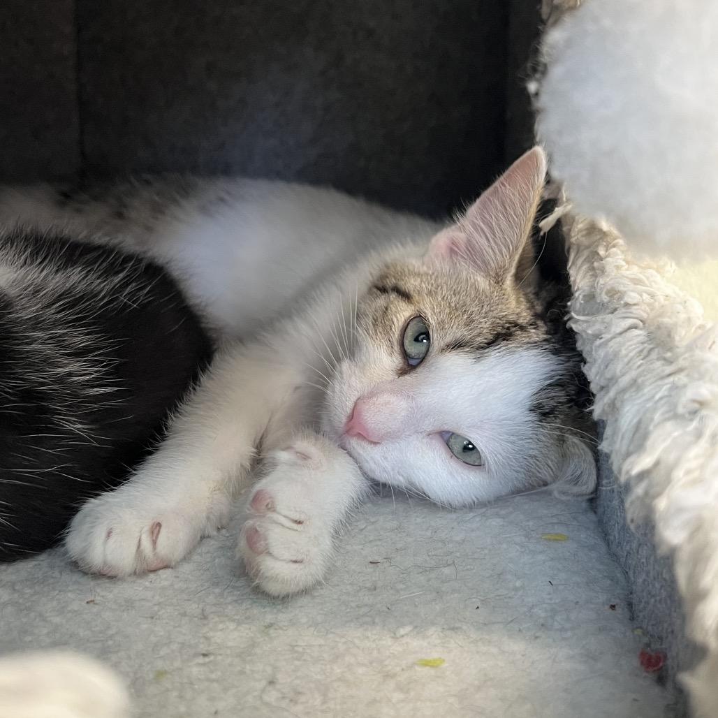 Enlarge Solo, a Adoptable Domestic Short Hair in Delaware, OH image 3/3