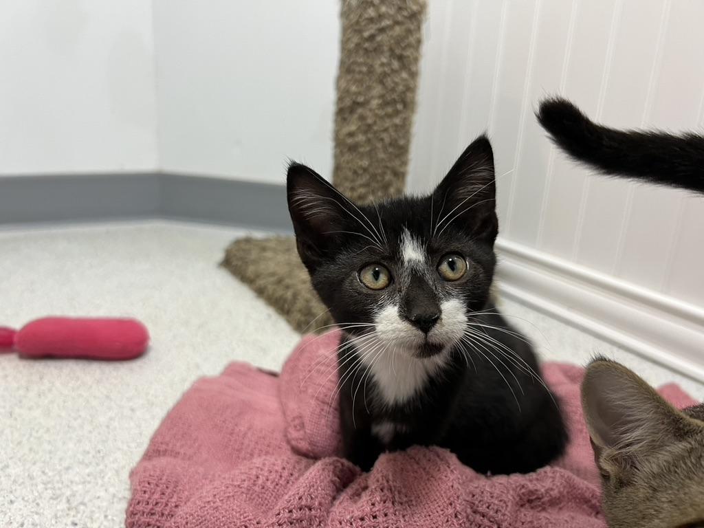 Enlarge Lucy, a Adoptable Domestic Short Hair in Gaithersburg, MD image 2/4