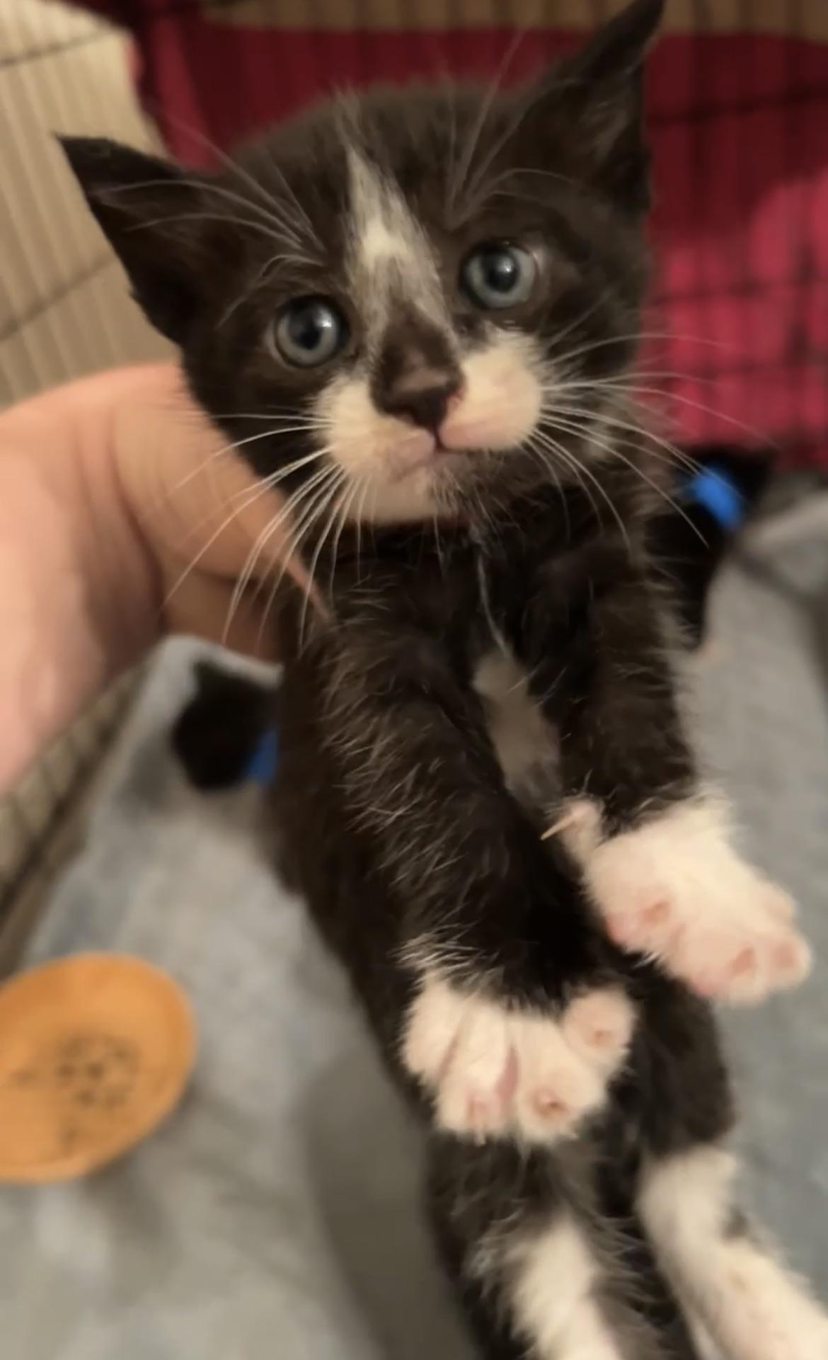 Valencia, a Adoptable Domestic Short Hair in Gaithersburg, MD image 3/3