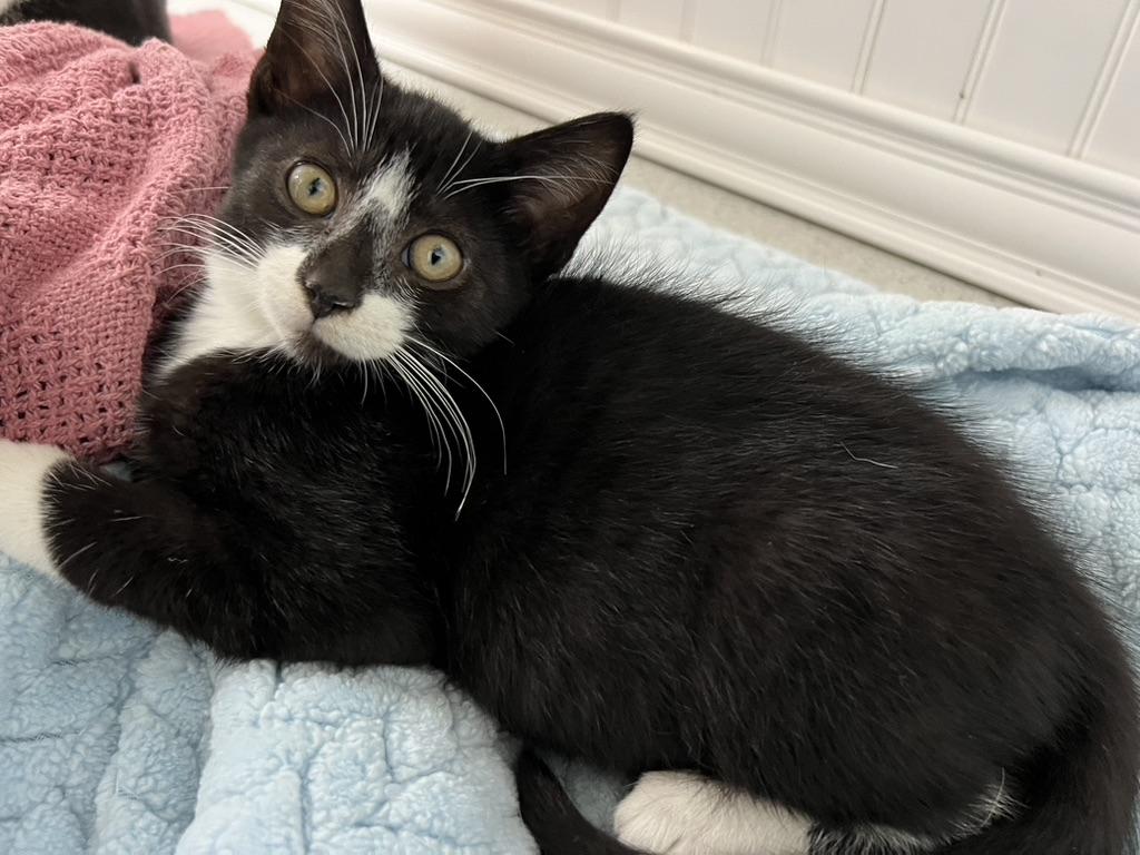 Valencia, a Adoptable Domestic Short Hair in Gaithersburg, MD image 1/3