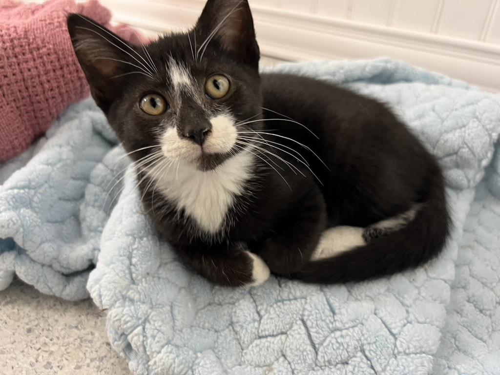 Valencia, a Adoptable Domestic Short Hair in Gaithersburg, MD image 2/3