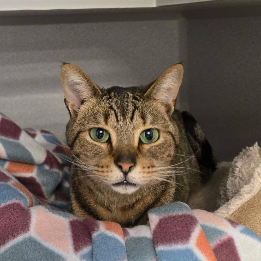 Enlarge Lenore, a Adoptable mixed breed in Bowling Green, OH image 2/3