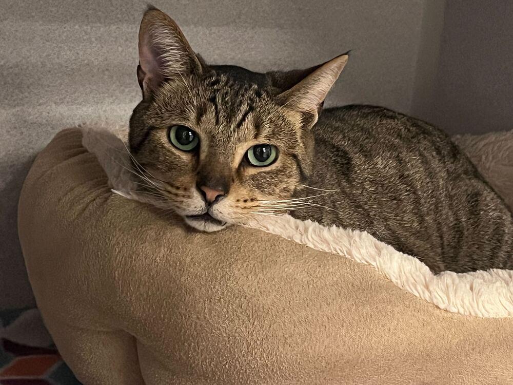 Enlarge Lenore, a Adoptable mixed breed in Bowling Green, OH image 3/3