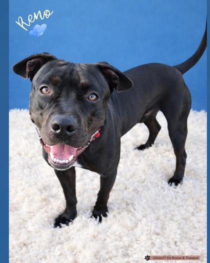 Enlarge Reno, a Adoptable mixed breed in De Soto, IA image 1/2