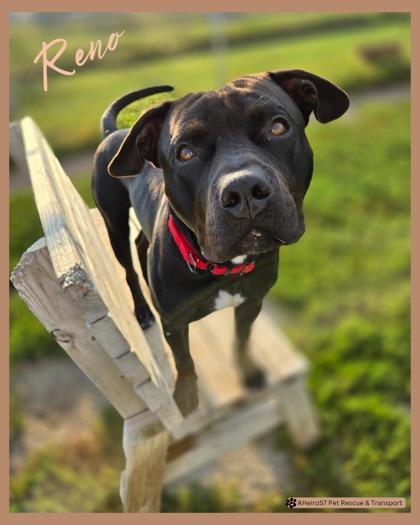 Enlarge Reno, a Adoptable mixed breed in De Soto, IA image 2/2